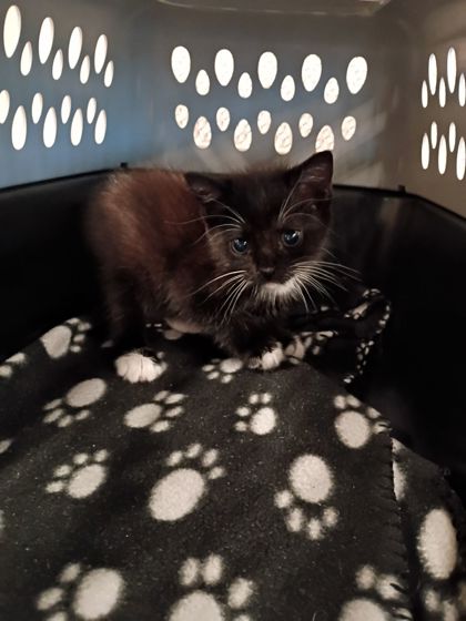 Shelter Stray Female Cat last seen Atlanta, GA 30310, Atlanta, GA 30336