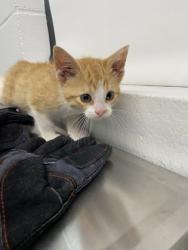 Shelter Stray Female Cat last seen Eau Claire, WI 54703, Eau Claire, WI 54701