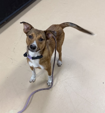 Shelter Stray Female Dog last seen Near Presidents Walk Tucker, 30084, 30084, GA, Atlanta, GA 30341