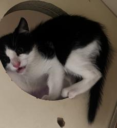 Shelter Stray Male Cat last seen Near Sundown Way Stone Mountain, 30087, 30087, GA, Atlanta, GA 30341