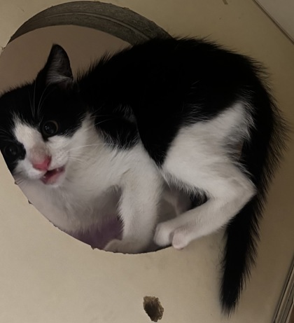 Shelter Stray Male Cat last seen Near Sundown Way Stone Mountain, 30087, 30087, GA, Atlanta, GA 30341