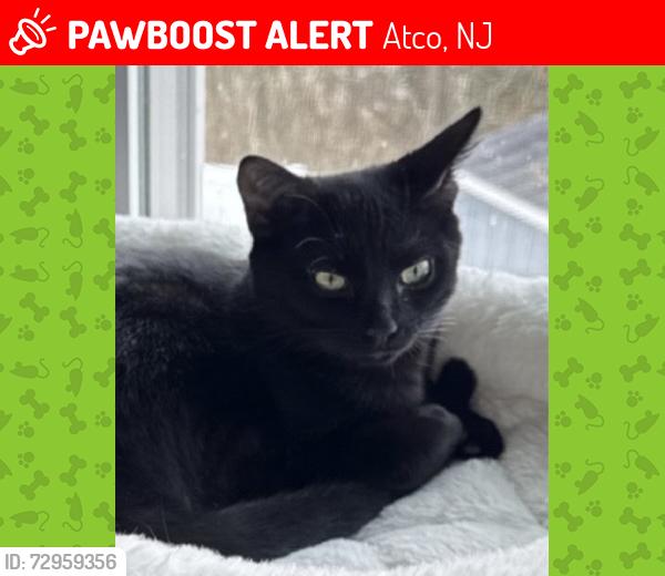 Lost Male Cat last seen Brookview Ct and Woodstream Dr, Atco, NJ 08004