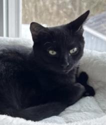 Lost Male Cat last seen Brookview Ct and Woodstream Dr, Atco, NJ 08004