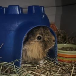 Shelter Stray Female Guinea pig last seen Madison, WI , Madison, WI 53718
