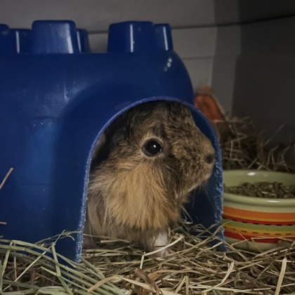 Shelter Stray Female Guinea pig last seen Madison, WI , Madison, WI 53718