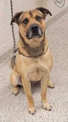 Shelter Stray Male Dog last seen Independence Ave & Paseo, KCMO, 64106, 64106, MO, Kansas City, MO 64132