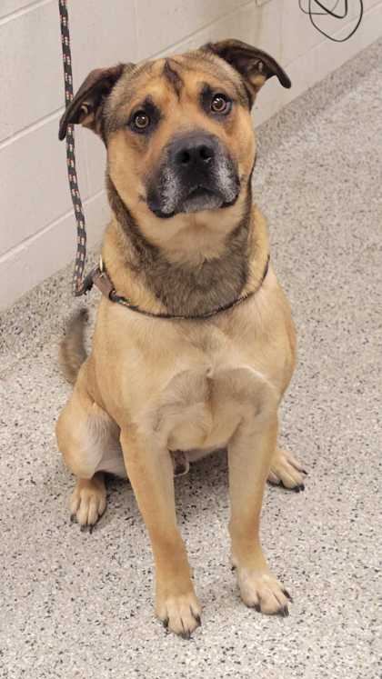 Shelter Stray Male Dog last seen Independence Ave & Paseo, KCMO, 64106, 64106, MO, Kansas City, MO 64132