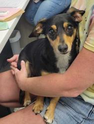 Shelter Stray Male Dog last seen Bristol Ave & E 87th Ter, KCMO 64138, 64138, MO, Kansas City, MO 64132