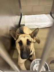 Shelter Stray Male Dog last seen Cedar Hill, TX 75104, Cedar Hill, TX 75104