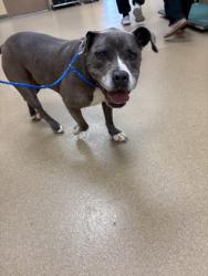 Shelter Stray Male Dog last seen DeSoto, TX 75115, Cedar Hill, TX 75104
