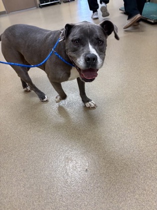 Shelter Stray Male Dog last seen DeSoto, TX 75115, Cedar Hill, TX 75104