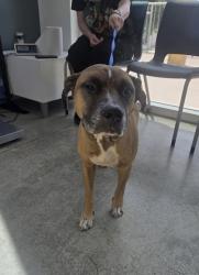 Shelter Stray Female Dog last seen , TX , Fort Worth, TX 76119