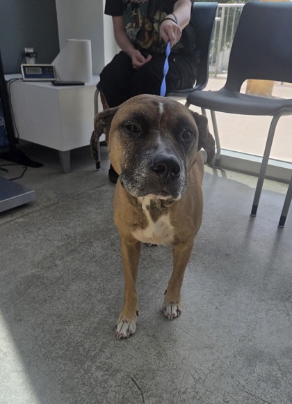 Shelter Stray Female Dog last seen , TX , Fort Worth, TX 76119