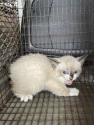 Shelter Stray Unknown Cat last seen Duncanville, TX 75116, Cedar Hill, TX 75104