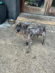 Shelter Stray Male Dog last seen Fort Worth, TX 76116, Fort Worth, TX 76119