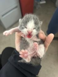 Shelter Stray Male Cat last seen Fort Worth, TX 76119, Fort Worth, TX 76119