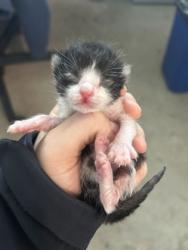 Shelter Stray Male Cat last seen Fort Worth, TX 76119, Fort Worth, TX 76119