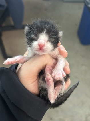 Shelter Stray Male Cat last seen Fort Worth, TX 76119, Fort Worth, TX 76119