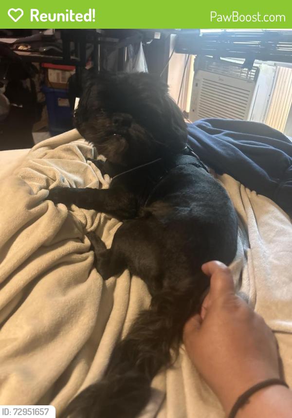 Reunited Male Dog last seen State and Kirkwood , Abilene, TX 79603