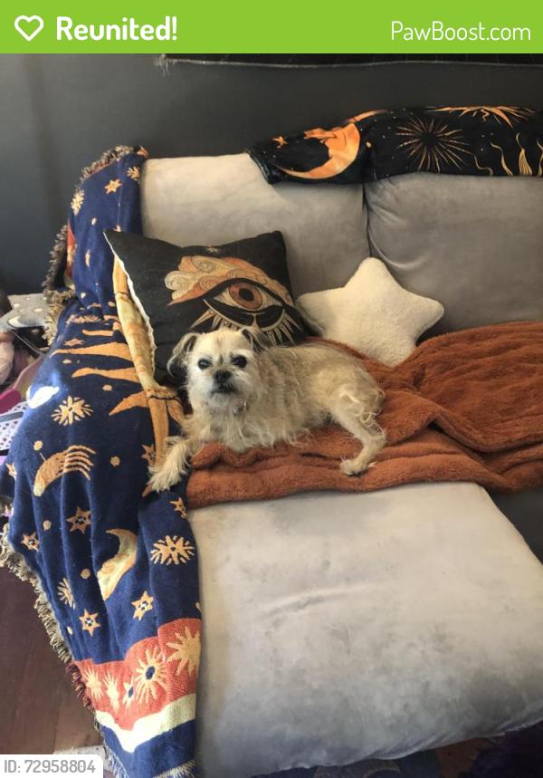 Reunited Female Dog last seen USGS building, Reston, VA 20191