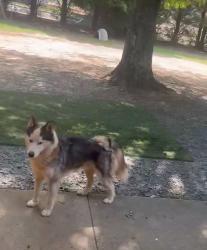 Found/Stray Male Dog last seen River Chase neighborhood, Walkertown , Walkertown, NC 27051