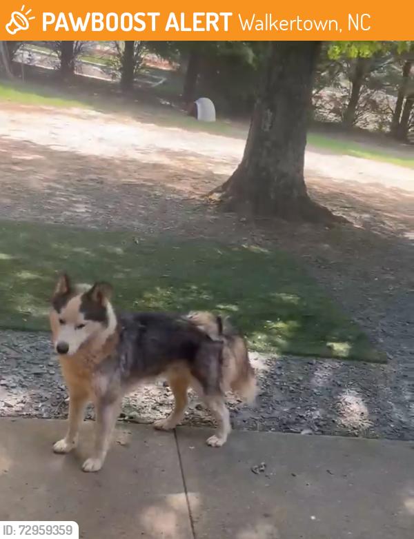 Found/Stray Male Dog last seen River Chase neighborhood, Walkertown , Walkertown, NC 27051