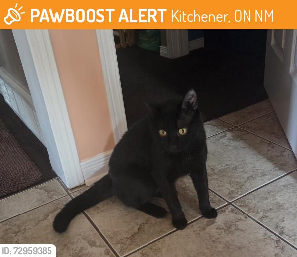 Found/Stray Male Cat last seen Fischer hallman and Westmont , Kitchener, ON N2M