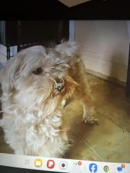Lost Female Dog last seen Talman and 73rd, Chicago, IL 60629