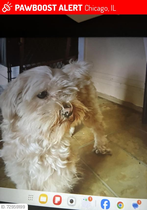 Lost Female Dog last seen Talman and 73rd, Chicago, IL 60629