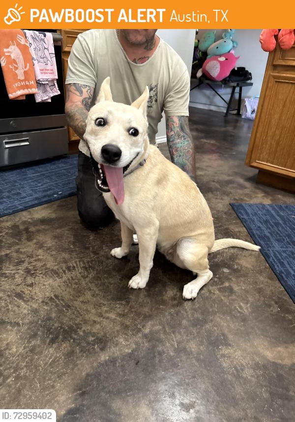 Found/Stray Female Dog last seen S 1st st, Hyde park place , Austin, TX 78748