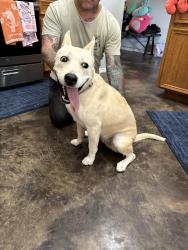 Found/Stray Female Dog last seen S 1st st, Hyde park place , Austin, TX 78748