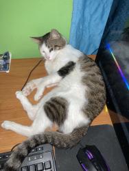Reunited Male Cat last seen Outlook Dr, Citrus Heights, CA 95621, USA, Citrus Heights, CA 95621