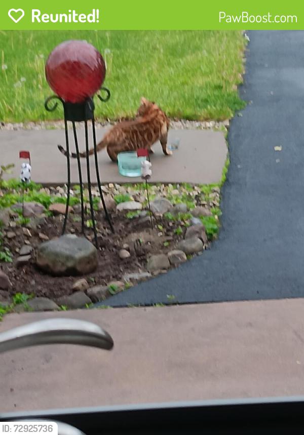 Reunited Unknown Cat last seen O'Brien Rd, Rome, NY 13440