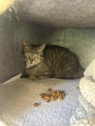 Found/Stray Male Cat last seen La Cresta, San Diego County, CA 92021