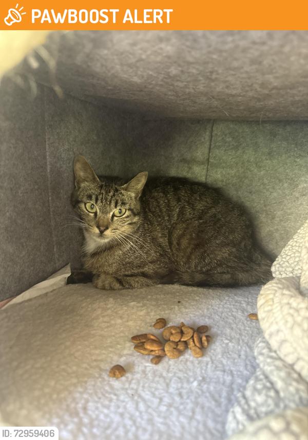 Found/Stray Male Cat last seen La Cresta, San Diego County, CA 92021