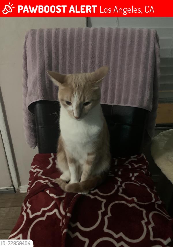 Lost Male Cat last seen Saticoy & Whitsett, Los Angeles, CA 91605