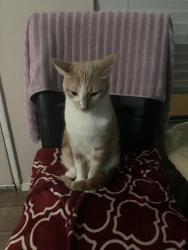 Lost Male Cat last seen Saticoy & Whitsett, Los Angeles, CA 91605