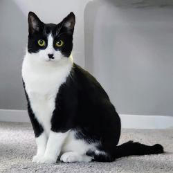 Reunited Male Cat last seen Near N Squirrel Road apt 604, Auburn Hills, MI 48326