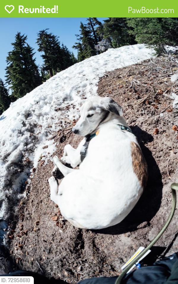 Reunited Male Dog last seen Metalworks skatepark, Ferndale, WA 98248