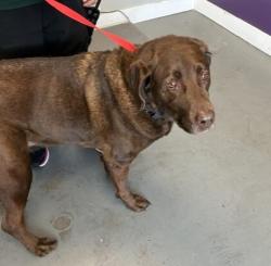 Shelter Stray Female Dog last seen Apt 306,6028 S Silver Fox Drive, Kearns Township, UT, 84118, Taylorsville, UT 84123