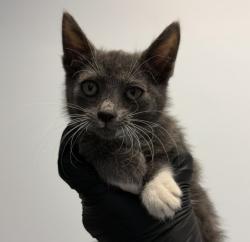 Shelter Stray Female Cat last seen 30th St and Commercial, San Diego, CA, 92113, San Diego, CA 92110