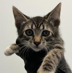 Shelter Stray Female Cat last seen 30th St and Commercial, San Diego, CA, 92113, San Diego, CA 92110