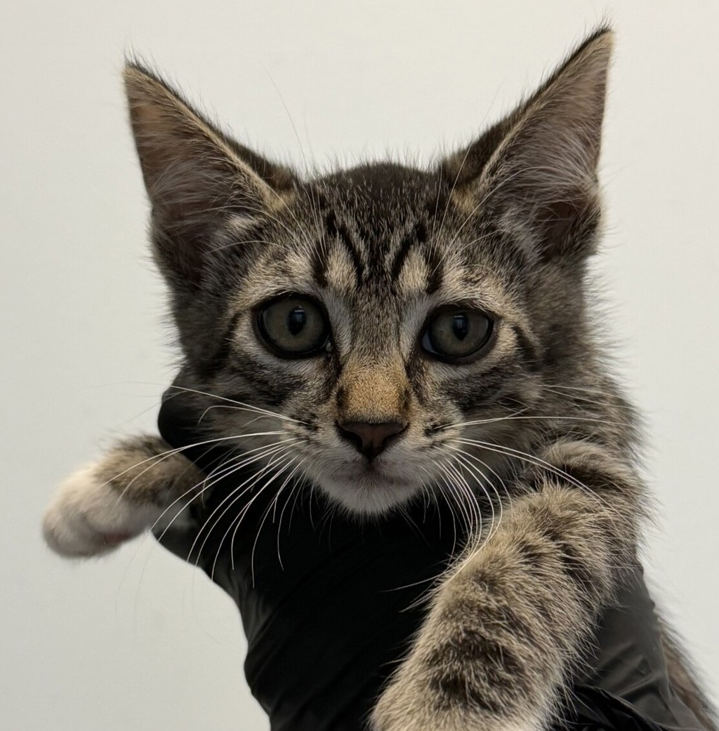 Shelter Stray Female Cat last seen 30th St and Commercial, San Diego, CA, 92113, San Diego, CA 92110