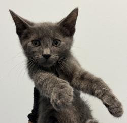 Shelter Stray Male Cat last seen 30th St and Commercial, San Diego, CA, 92113, San Diego, CA 92110