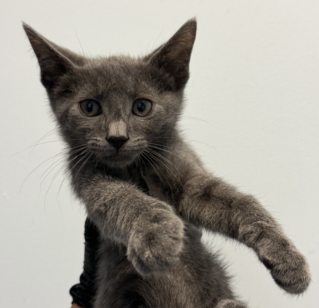 Shelter Stray Male Cat last seen 30th St and Commercial, San Diego, CA, 92113, San Diego, CA 92110