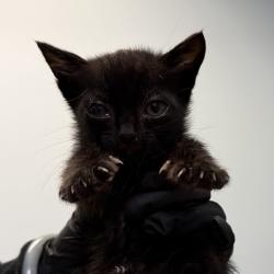 Shelter Stray Male Cat last seen Kostner Drive, San Diego, CA, 92154, San Diego, CA 92110