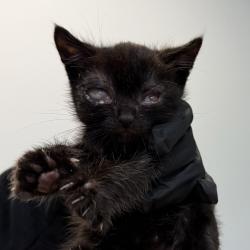 Shelter Stray Male Cat last seen Kostner Drive, San Diego, CA, 92154, San Diego, CA 92110