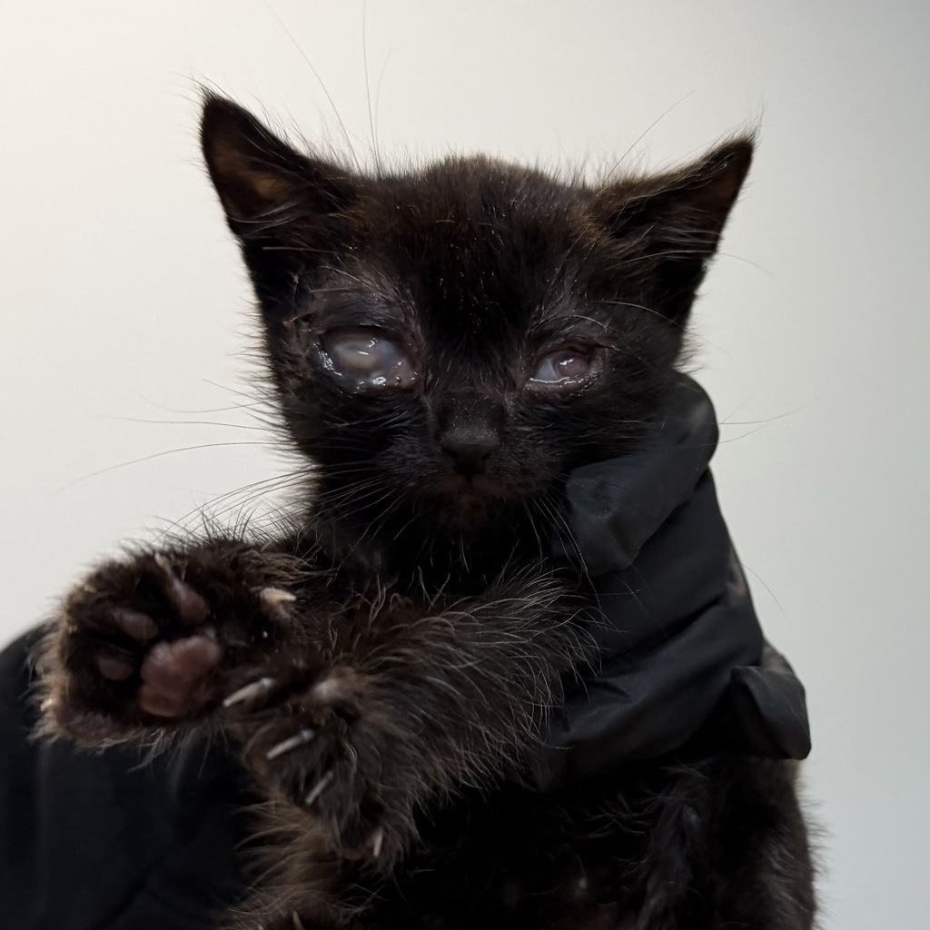 Shelter Stray Male Cat last seen Kostner Drive, San Diego, CA, 92154, San Diego, CA 92110