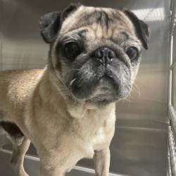Shelter Stray Male Dog last seen Near SE King Avenue, DES MOINES, IA, 50320, Des Moines, IA 50313
