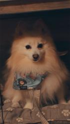 Reunited Male Dog last seen Collier blvd , Naples, FL 34117